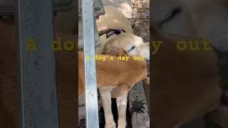 Thumbnail: A dog’s day out