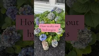 Thumbnail: How to dry out hydrangeas #homedecor