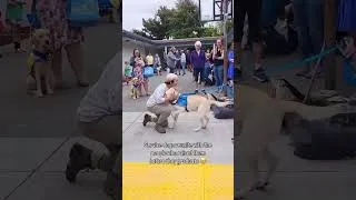 Thumbnail: Emotional reunion of service dogs & the people who raised them | Canine Companions #shorts #dog