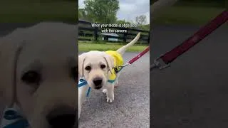 Thumbnail: Adorable service dog puppy obsessed with the camera | Canine Companions #puppy #shorts #shortsfeed