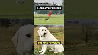 Thumbnail: MOST POPULAR LIVESTOCK GUARDIAN DOGS #dogs
