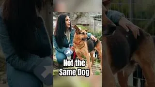 Thumbnail: When Your Shelter Dog Isn’t The Dog You Got #dogs