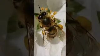 Thumbnail: We got to see the Sugarbee bees in action, pollinating apple blossoms and humming a sweet song 🎶🐝