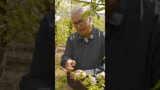 Thumbnail: How can you tell where apples will grow on the tree? Farmer Peebles shows us the secrets! 👀 🌸 🍎 🍏