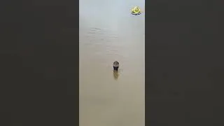 Thumbnail: 900 Snakes Escape During China Floods #china #snake #flood #shorts