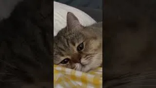 Thumbnail: Need a hug 😿 #cat #shorts