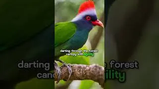 Thumbnail: the red crested toraco #capcut #animals #swan #marinemammals #the #monkey #greycrownedcrane#wildlife