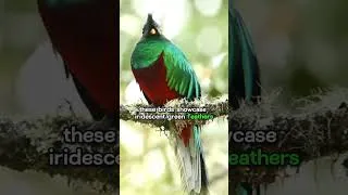 Thumbnail: the resplendent quetzal#capcut#animals #swan #marinemammals #the #monkey #greycrownedcrane #wildlife