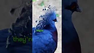 Thumbnail: Victoria crowned pigeon #capcut #animals#swan#marinemammals #the #monkey #greycrownedcrane #wildlife