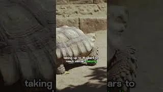 Thumbnail: the Anganoka tortoise #capcut #animals #swan #marinemammals #the #wildlife #greycrownedcrane #monkey