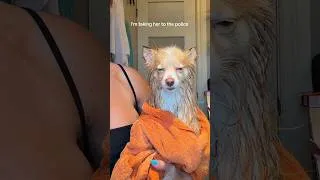 Thumbnail: So sad over the bunny!!#viral