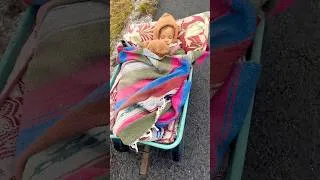 Thumbnail: my toddler’s favorite way to nap 😋 #naptime