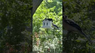 Thumbnail: what they don't tell you about bird watching....