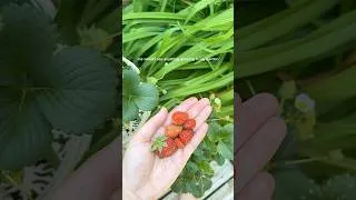 Thumbnail: every gardener knows this feeling 🥹🪴