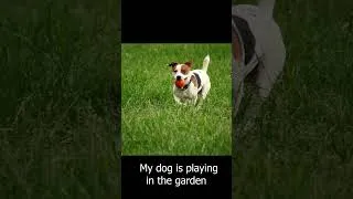 Thumbnail: Relaxing & Anti Anxiety for Dogs While Home Alone #dogtv #videofordogs