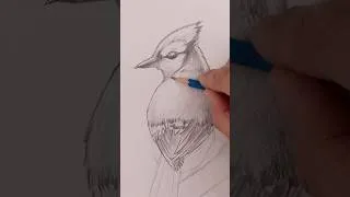 Thumbnail: Beginner Pencil Drawing: How to Sketch a Blue Jay