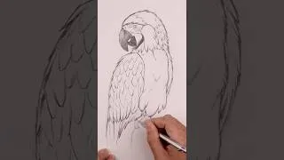 Thumbnail: How to Draw a Parrot | Step-by-Step Pencil Sketch Tutorial for Beginners