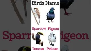 Thumbnail: Birds Names in English and Hindi 🐦 | Learn Bird Names #shorts