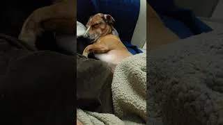Thumbnail: more cute pictures of Duke