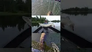 Thumbnail: Chasing the MOST AGGRESSIVE Fish in Fresh Water #fishing#musky#canada