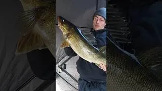 Thumbnail: Giant Walleye on Bay of Quinte with @CastandConquer #bayofquinte #fishing #icefishing #walleye