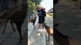 Thumbnail: Deer Headbutts me In Japan 🇯🇵 #japan  #fyp #fypシ