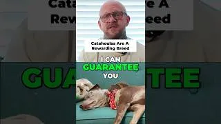 Thumbnail: This Breed Does Something Most Dogs Don't #shorts #catahoula