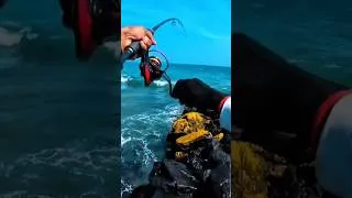 Thumbnail: trevally 🥰 #fishing #adventure #fish