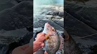 Thumbnail: Catching Trumpet  Emperor Live Bait #adventure #fishing #beachlife #fish #beach