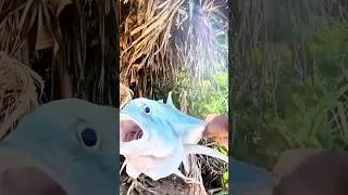 Thumbnail: Catching GT With Live Bait #adventure #fishing #beachlife #fish #beach