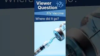 Thumbnail: FIV Vaccine - Where Did It Go?