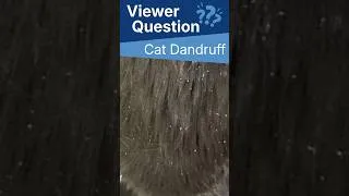 Thumbnail: Cat Dandruff