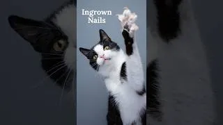 Thumbnail: Ingrown Nails & Cats #cats #cat #catshorts #catvideos #pet #pets #animals #animal #catnails