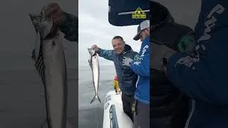 Thumbnail: Smashing West Coast Snoek on Jigs! 🔥 #shorts #snoekfishing #westcoastfishing #jigging