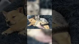 Thumbnail: Abandoned puppy cried, and the cat came to comfort it and hugged it to sleep — So cute!