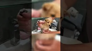 Thumbnail: Rescued Puppy Experiences His First Bath🐶🛁💛