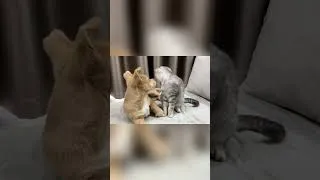 Thumbnail: Abandoned Puppy Meets Kitten for the First Time!