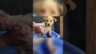 Thumbnail: Rescued Puppy’s First Bath Ever🐶🛁