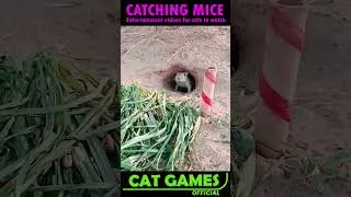Thumbnail: CAT GAMES 🐱 SHORTS #Shorts #Mice 🐁