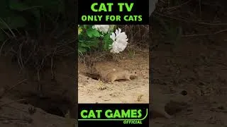 Thumbnail: Cat Videos For Cats 🐱 #shorts #short