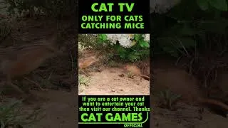 Thumbnail: Cat TV for Cats to Watch #shorts