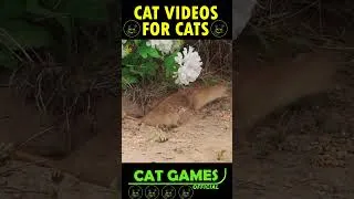 Thumbnail: Cat Games 🐱 #shorts