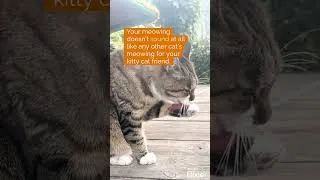 Thumbnail: Do You Need to Get on All Fours While Talking to Your Cat? #catgames #cat #catshorts