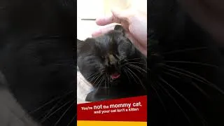 Thumbnail: Why You Can't Do This With Your Cat #shorts
