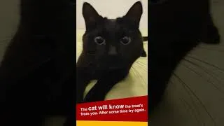 Thumbnail: How to Make Up With Your Cat #shorts