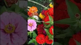 Thumbnail: check out my latest youtube video #farmersmarket #brewery #morvengardens #newjersey #summershorts