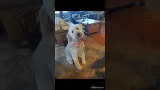 Thumbnail: Me and Dharma the Doodle