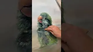 Thumbnail: Cutie #parrot painting video #lovebird #oilpainting