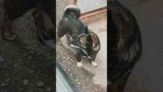 Thumbnail: #dog #drama #anticipation #loyalty #love #viral #owner #devotion