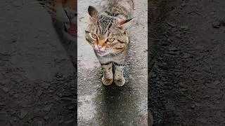 Thumbnail: #cat #funny #cats #funnycats #streetcat #catshorts #shorts